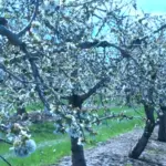 schutts-apple-mill-4-19