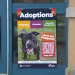 rochester-animal-services-adoptions672002