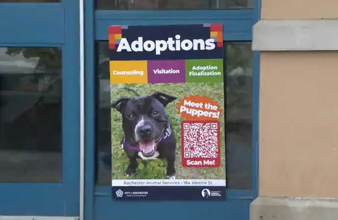 rochester-animal-services-adoptions672002