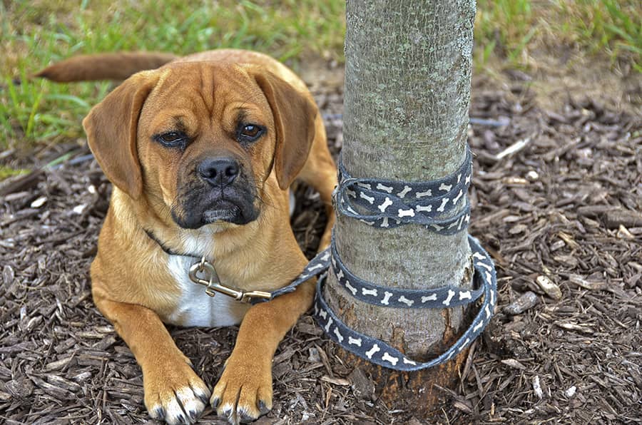 tethered-dog-jpg