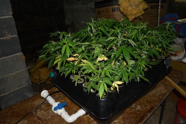marijuana-growing-jpg-2
