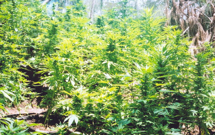 pot-plants-jpg