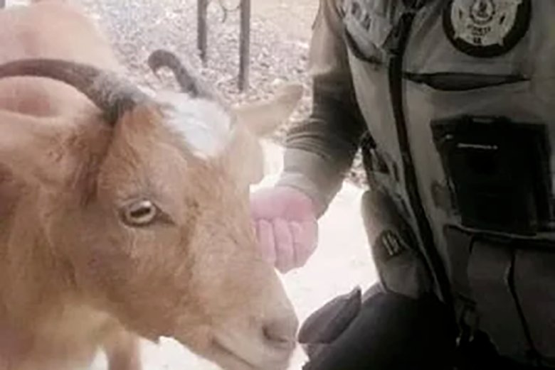 goat-arrest