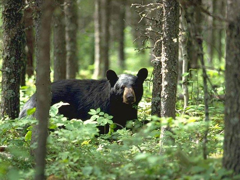 black-bear-wallpaper-5-jpg