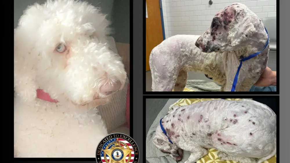 bella-before-and-after-jpg