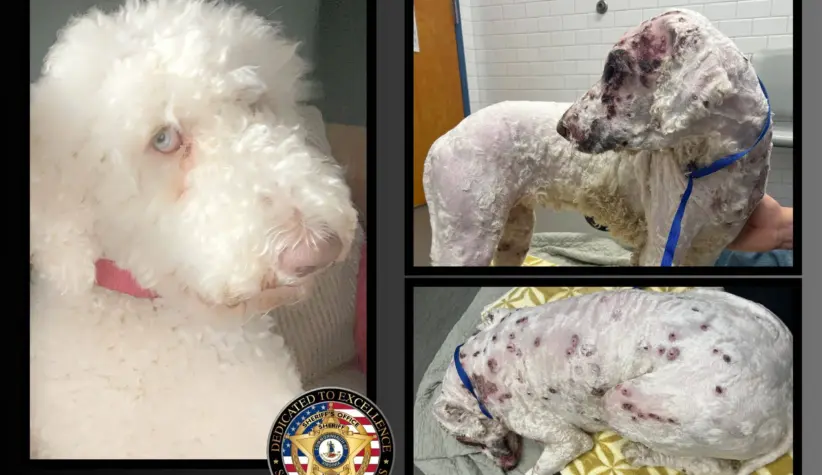 bella-before-and-after-jpg