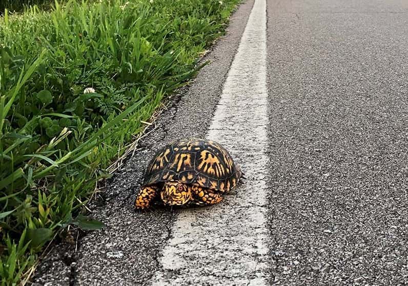 dnr-indiana-turrle-cropped-jpg