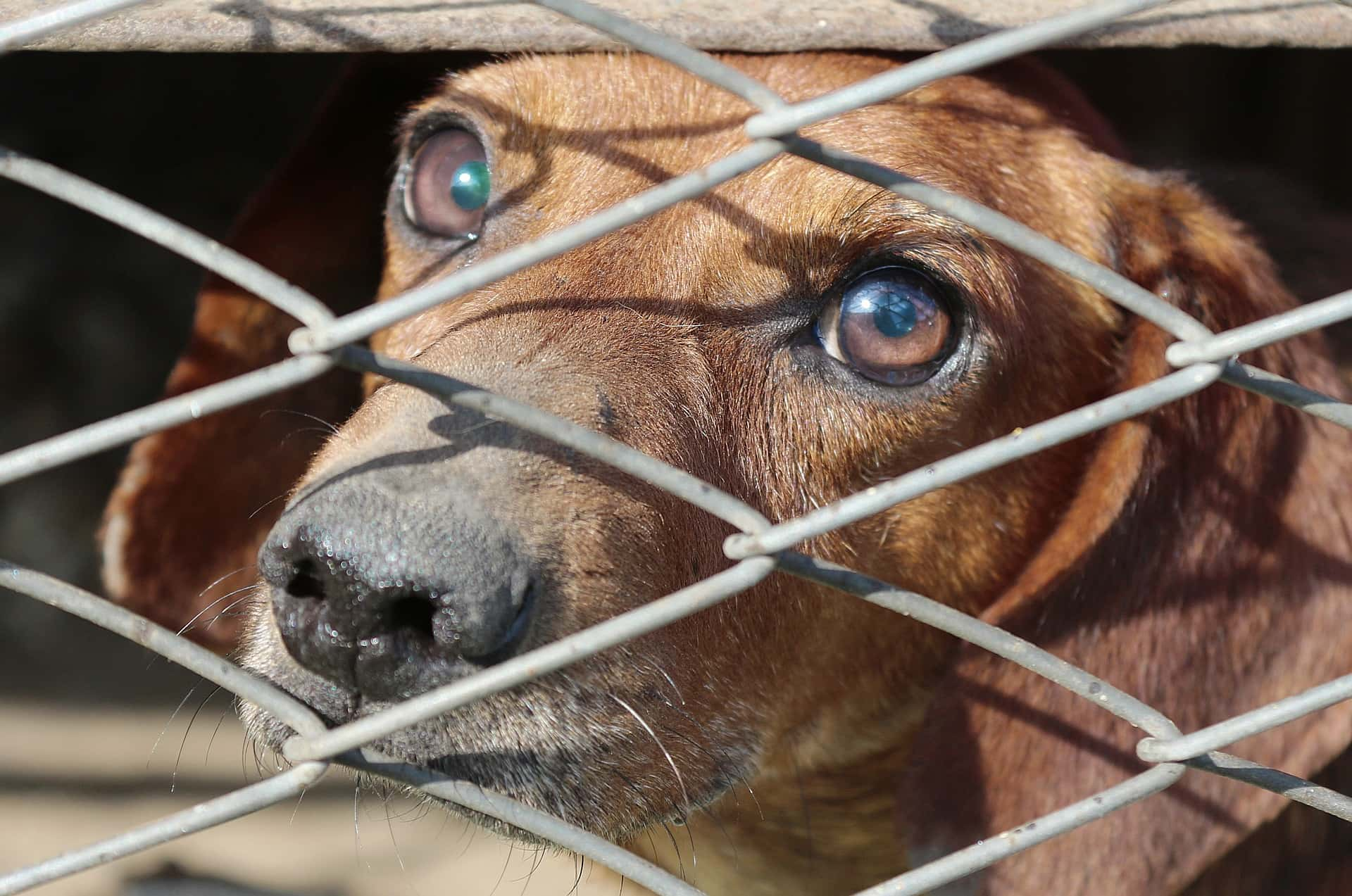 dachshund-2683905_1920-jpg-2