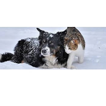 pets-cold-wx-jpg