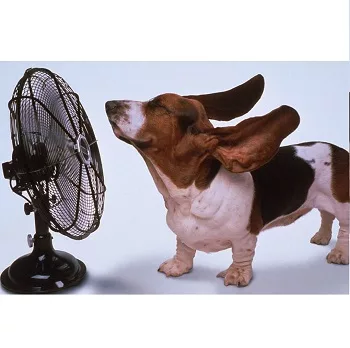 hot-wx-pets-jpg