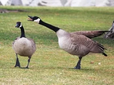 canadian-geese-jpg