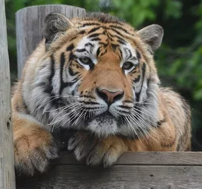 exotic-feline-rescue-jpg