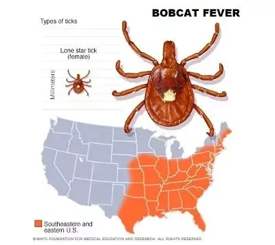 bobcat-fever-jpg
