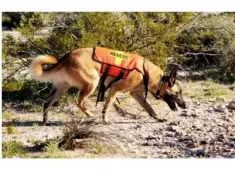 dog-search-jpg