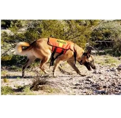 dog-search-jpg