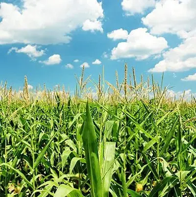 field-of-corn-jpg