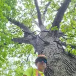 huge-oak-tree-pic-jpg