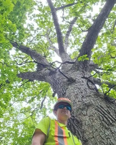 huge-oak-tree-pic-jpg