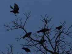 crows-jpg