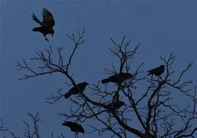 crows-jpg-2