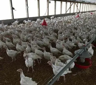 turkey-farm-jpg