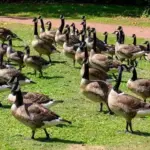 canada-geese-jpg