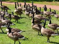 canada-geese-jpg