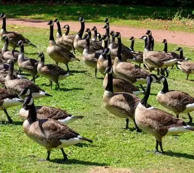 canada-geese-jpg