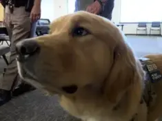 vigo-co-sheriff-k-9-paddy-jpg