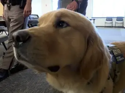 vigo-co-sheriff-k-9-paddy-jpg