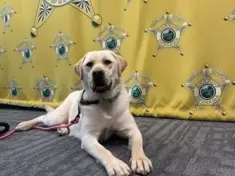 vermillion-county-sheriffs-school-therapy-dog-oakley-jpg