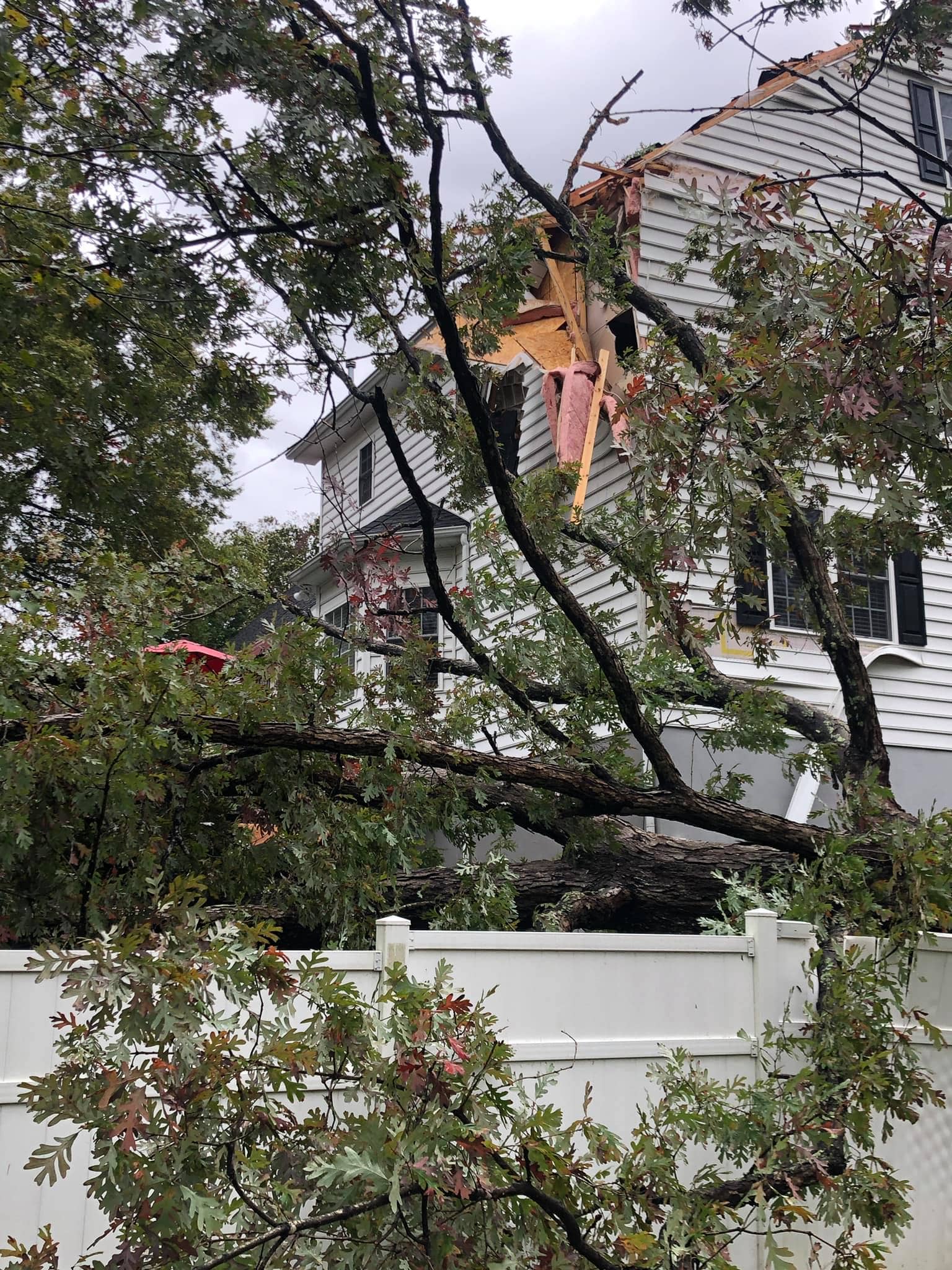 tree-damage