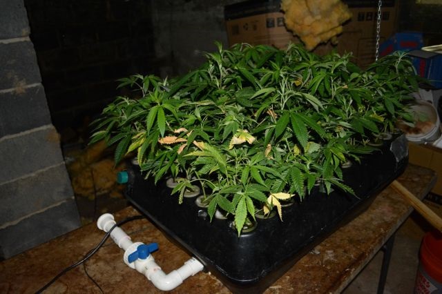 marijuana-growing