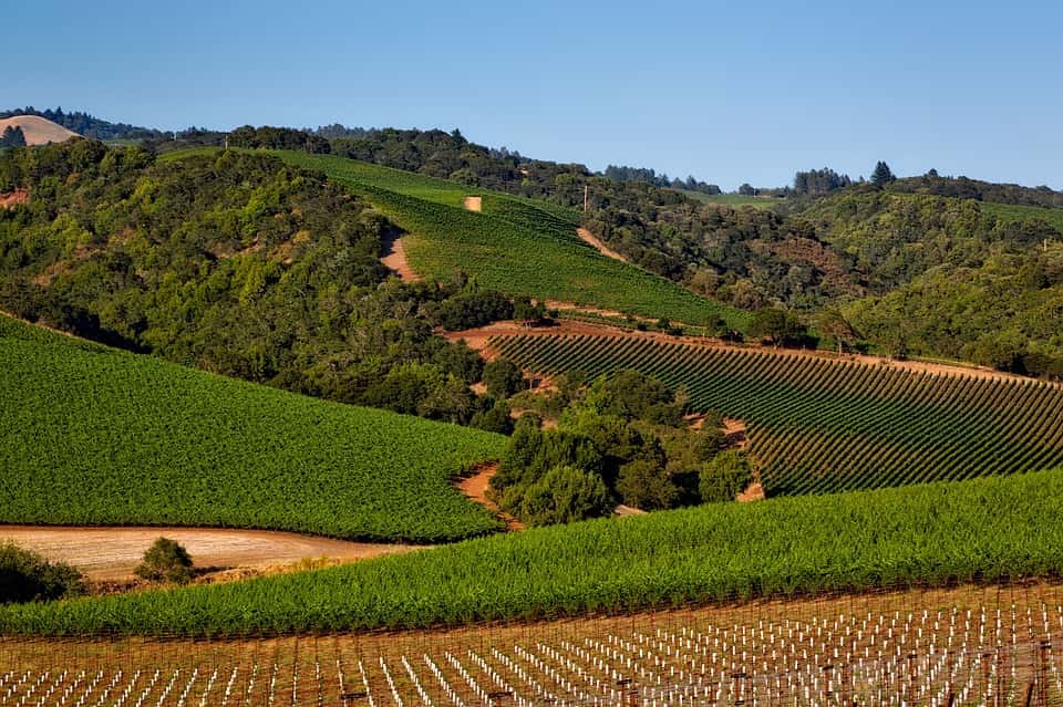 vineyard-1597724_960_720