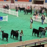 cattle-show