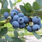 blueberries-jpg