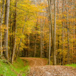 a-leaf-covered-gravel-road-winds-through-robinson-forest-in-autumn