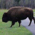 bison-1