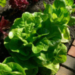 salad-green-jpg