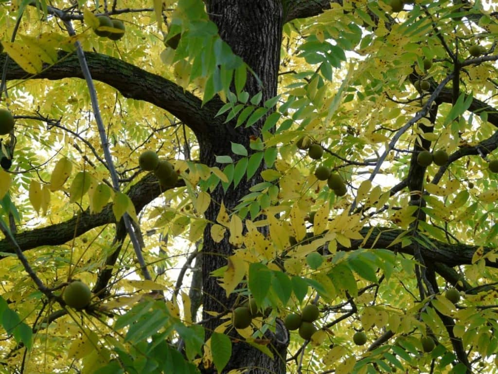Walnut Trees And Juglone Ag News Kentucky walnut-trees-and-juglone-ag-news-kentucky