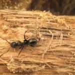 carpenter-ant-jpg