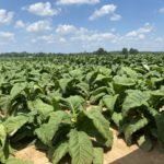 2021-corn-soybean-tobacco-fd-14