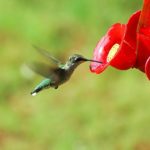 hummingbird-1617433_640-jpg