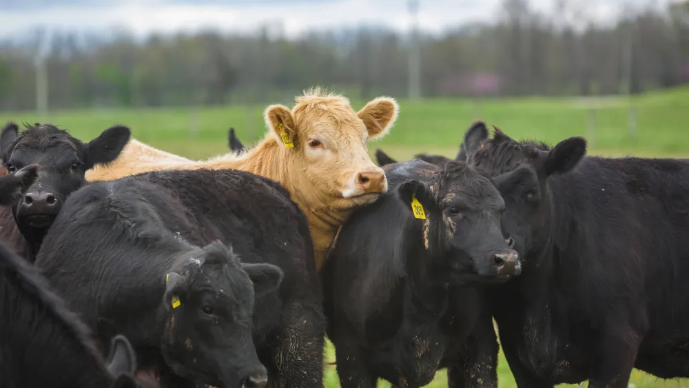 beef-cattle