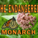 the-endangered-monarch-jpg