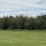 Haneys-Appledale-Farm-27