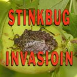 stinkbug-invasion-jpg