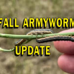 fall-army-worm-update-jpg