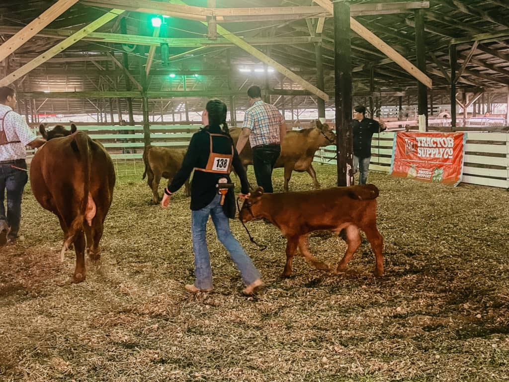 PHOTOS 4H/FFA Cattle Show Ag News Kentucky