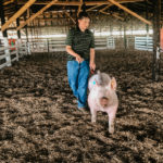Swine-1